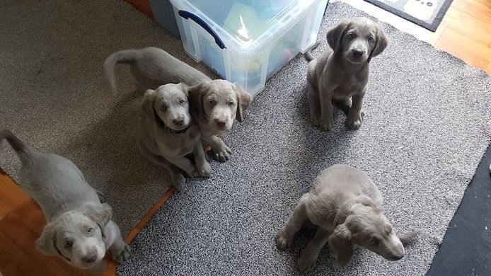 Weimaraner-Welpen zur Vermittlung verfügbar
