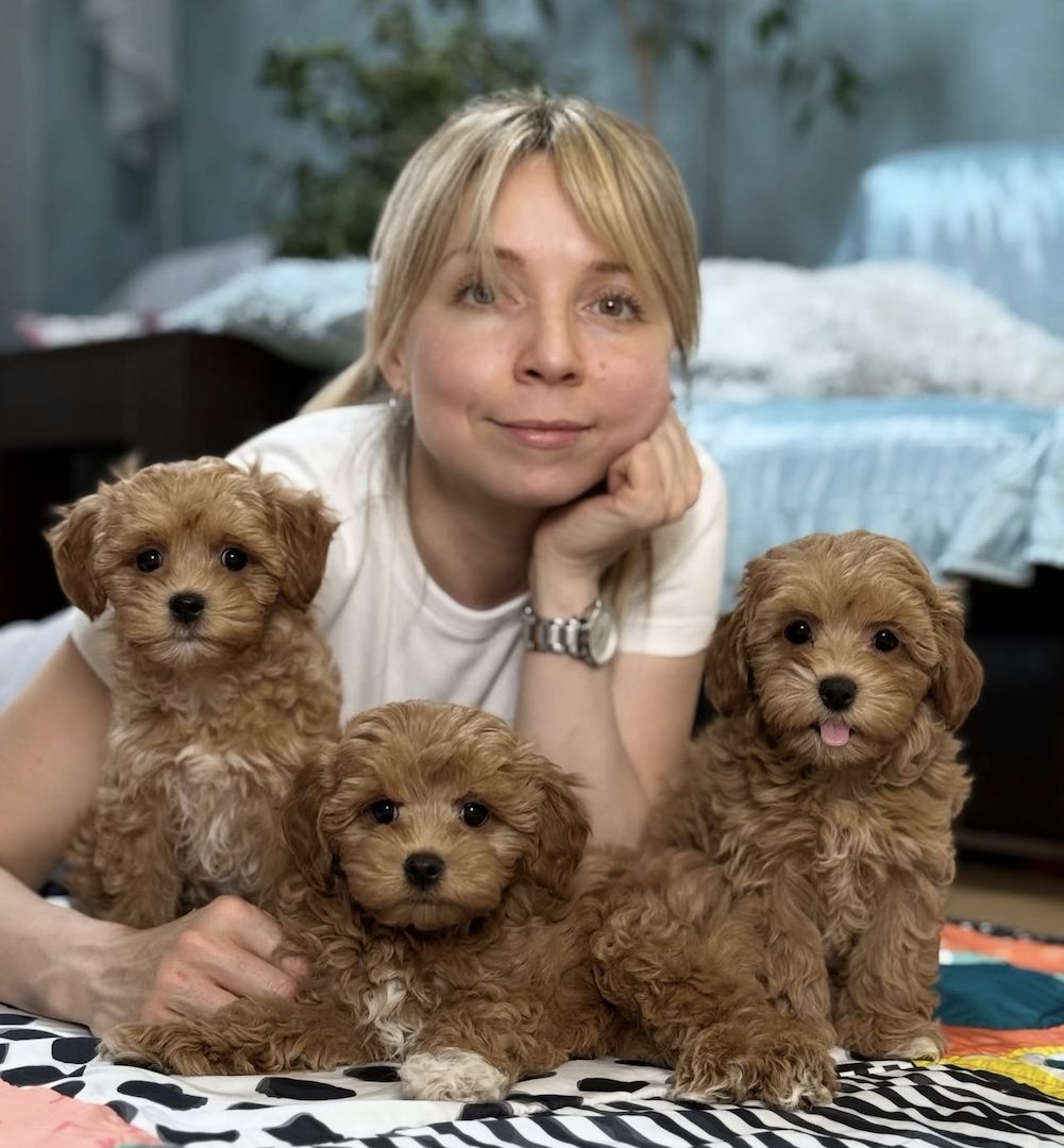 Drei Maltipoo-Welpen suchen ein neues Zuhause.
