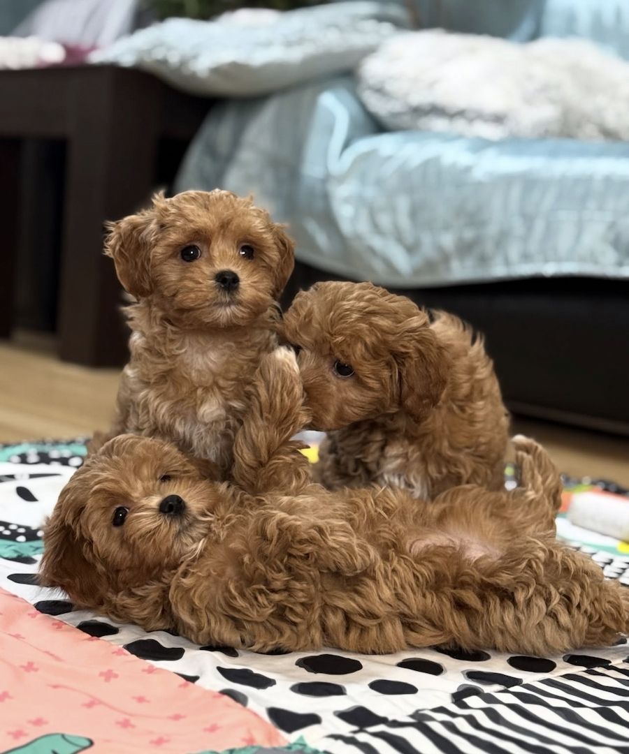 Weibliche Maltipoo-Welpen suchen ein neues Zuhause