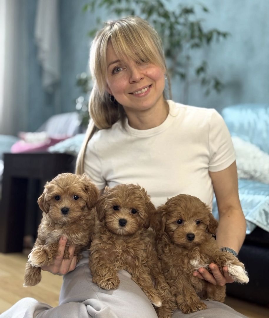 Wunderschöne Maltipoo-Welpen suchen ein neues Zuhause.