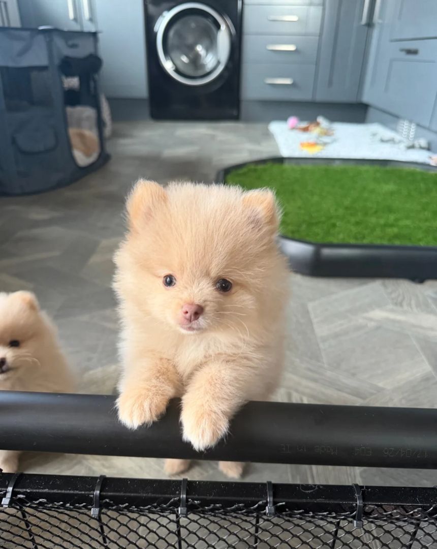 Zwergspitz-Welpen (Pomeranian) abzugeben.
