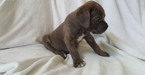 Cane-Corso-Welpen abzugeben.