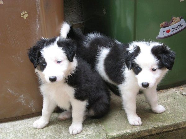 Wunderschöne Border-Collie-Welpen