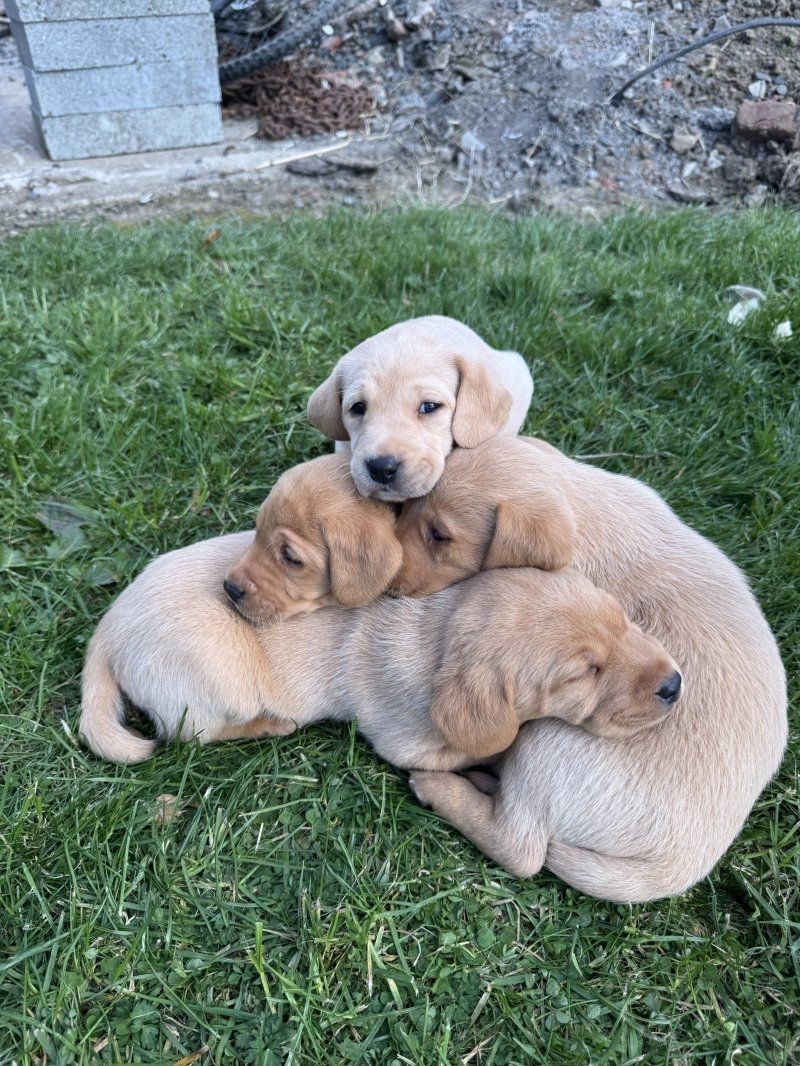 Niedliche Labradorwelpen suchen ein neues Zuhause
