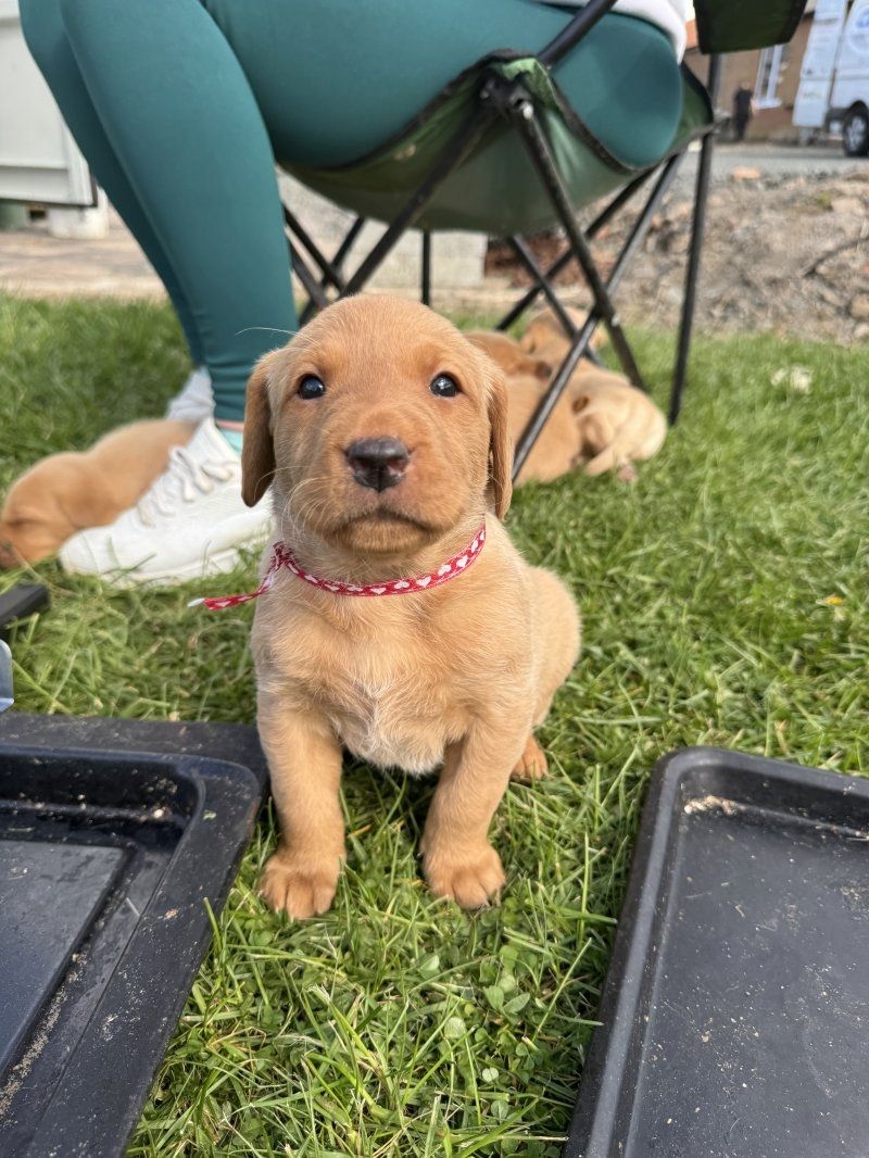 Niedliche Labradorwelpen suchen ein neues Zuhause