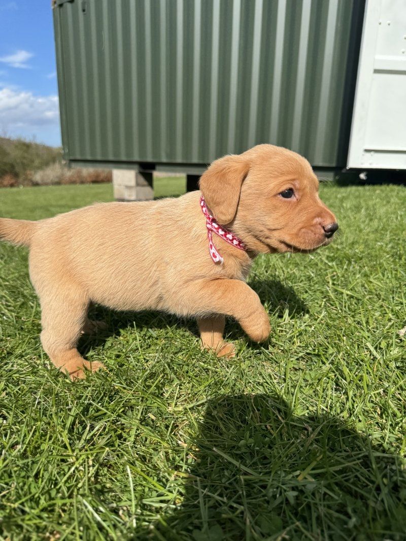 Niedliche Labradorwelpen suchen ein neues Zuhause