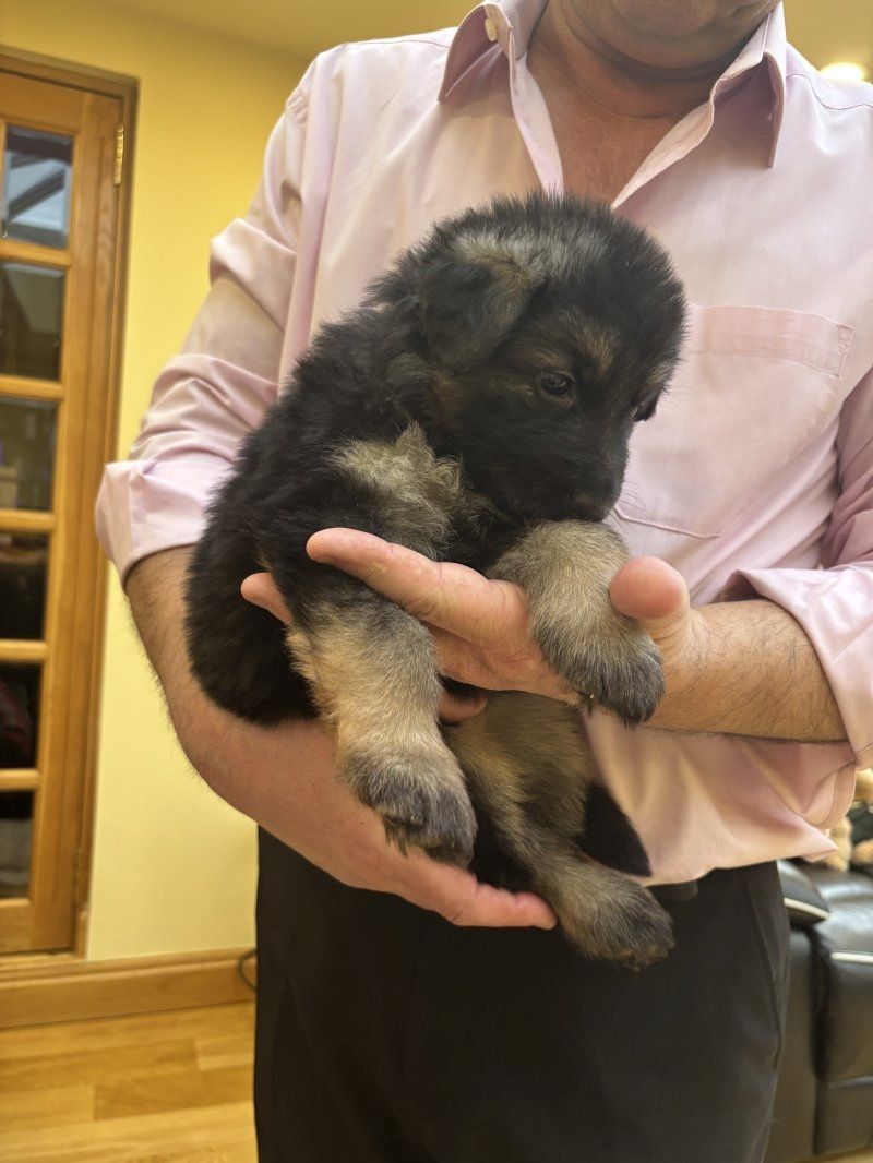 Deutsche Schäferhundwelpen zu verkaufen