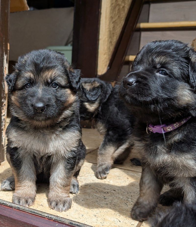 Deutsche Schäferhundwelpen zu verkaufen