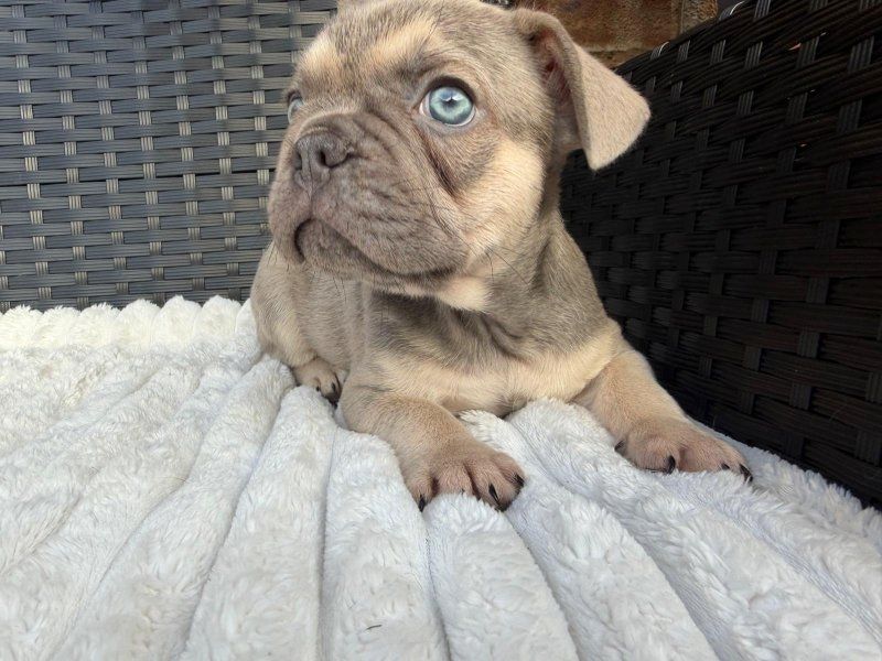 Reinrassige Französische Bulldoggenwelpen zu verkaufen