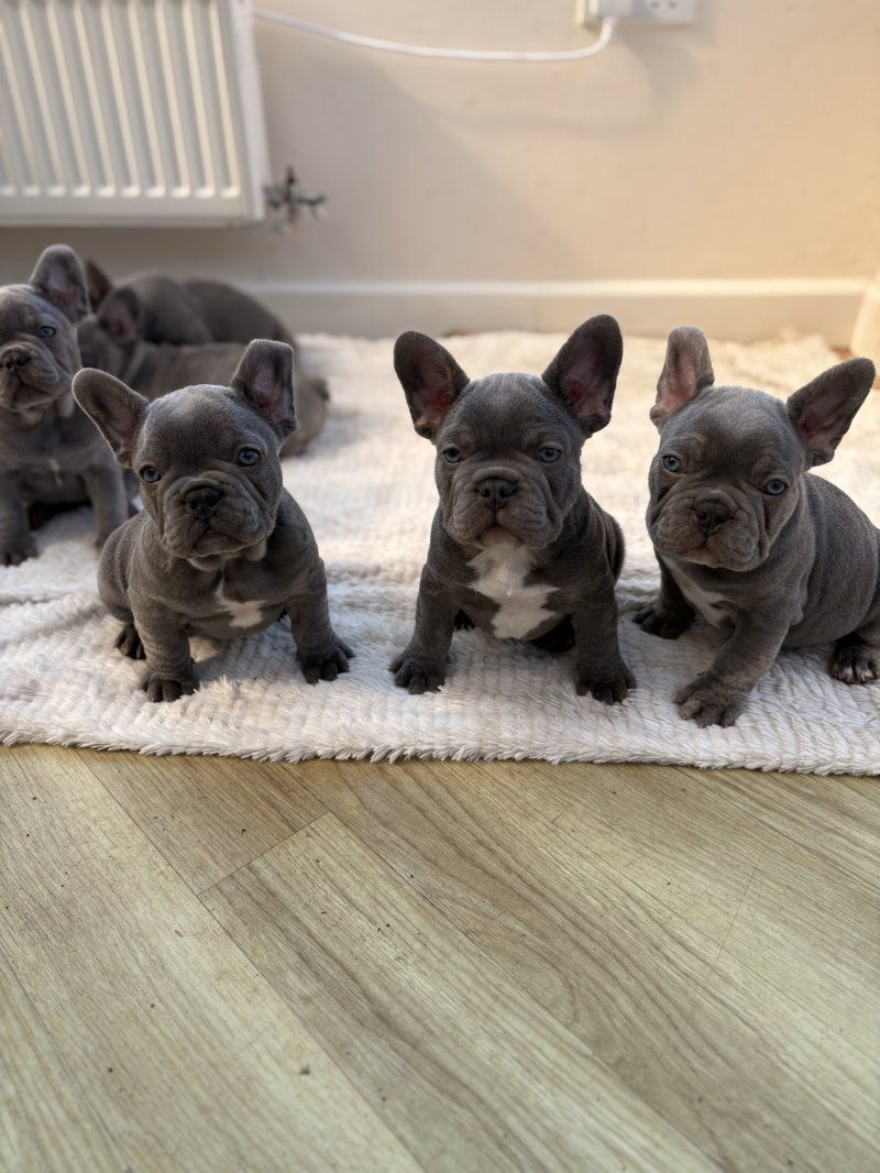 Reinrassige Französische Bulldoggenwelpen zu verkaufen