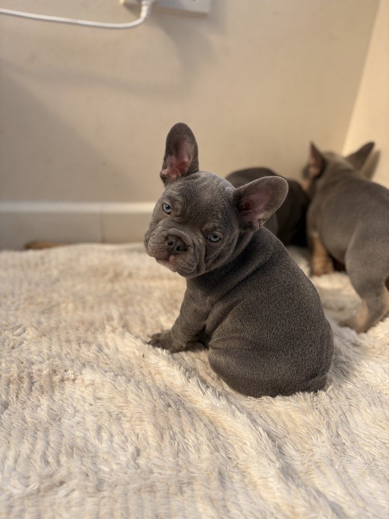 Reinrassige Französische Bulldoggenwelpen zu verkaufen