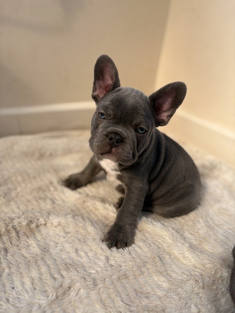 Reinrassige Französische Bulldoggenwelpen zu verkaufen