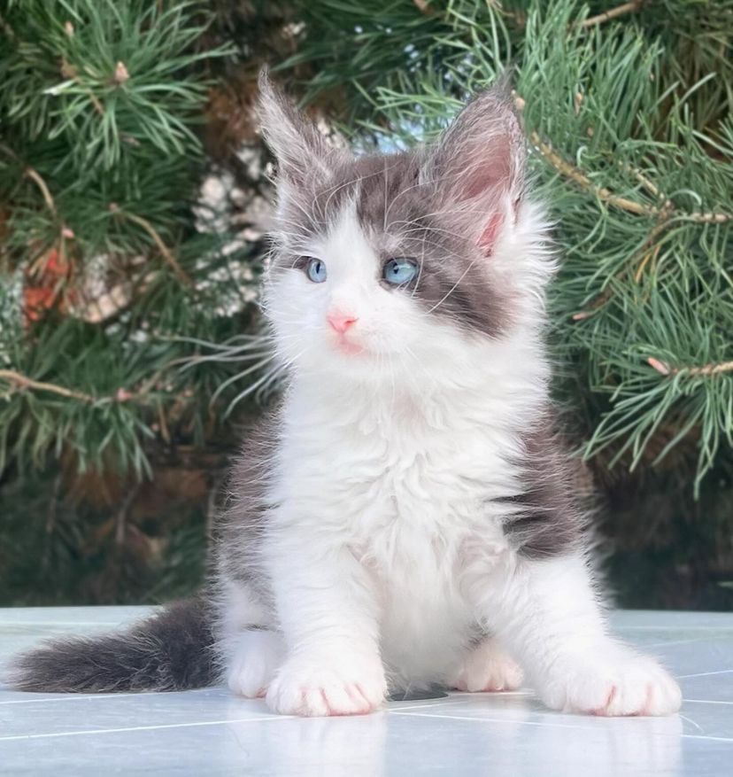 Bezaubernde Maine-Coon-Kätzchen abzugeben! 🐾🐱