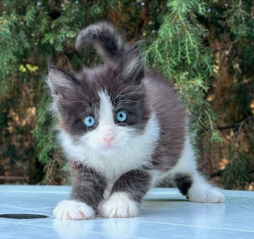 Maine-Coon-Kätzchen zu vermitteln.