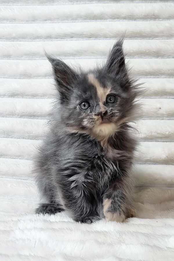 Maine-Coon-Kätzchen (männlich und weiblich) suchen ein neues Zuhause.