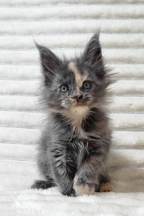 Maine-Coon-Kätzchen (männlich und weiblich) suchen ein neues Zuhause.