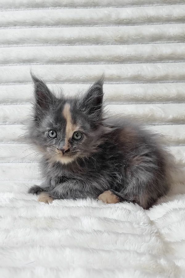 Maine-Coon-Kätzchen (männlich und weiblich) suchen ein neues Zuhause.
