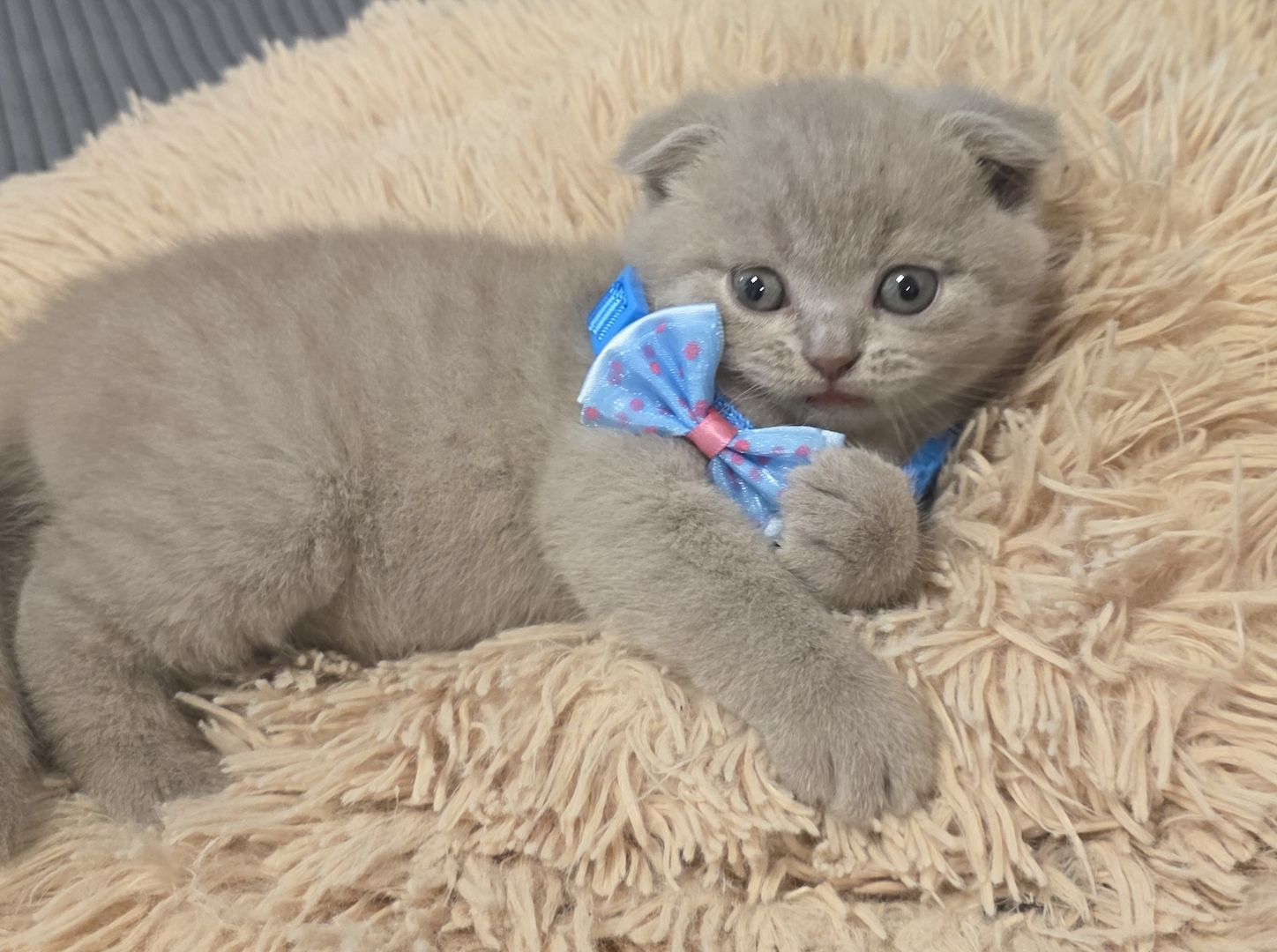 Zucker süße kitten zum Reservieren