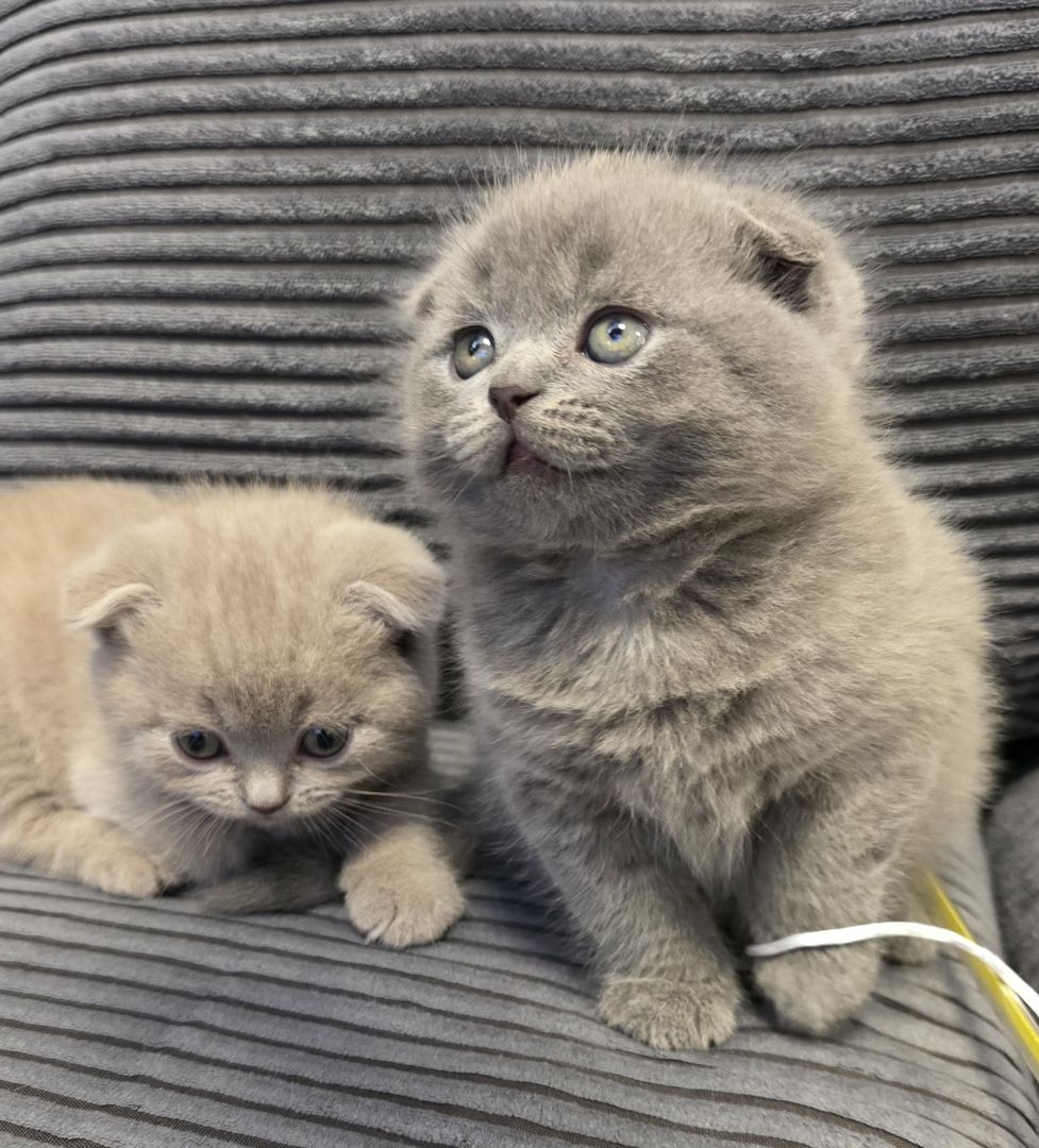 Zucker süße kitten zum Reservieren