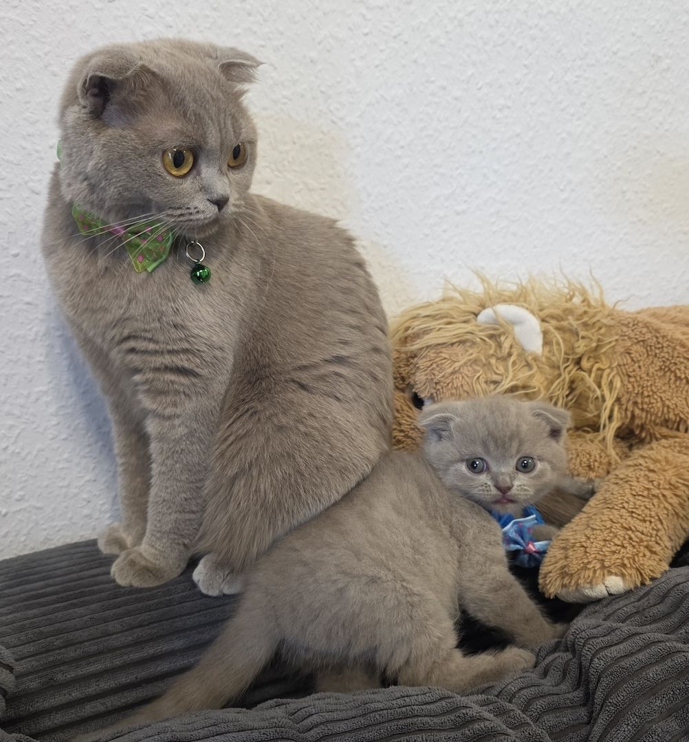 Zucker süße kitten zum Reservieren