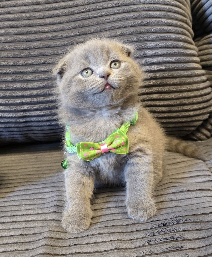 Zucker süße kitten zum Reservieren
