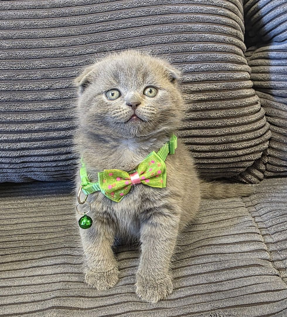 Zucker süße kitten zum Reservieren