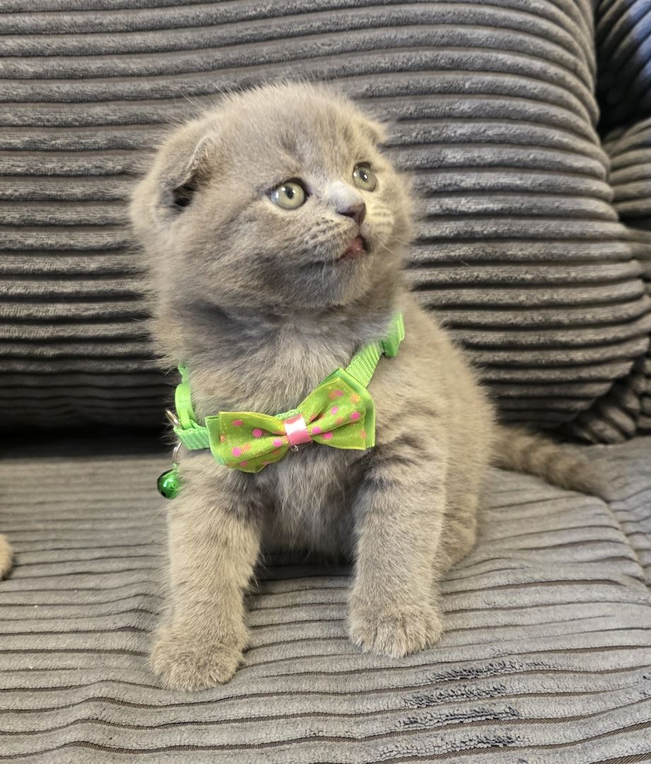 Zucker süße kitten zum Reservieren