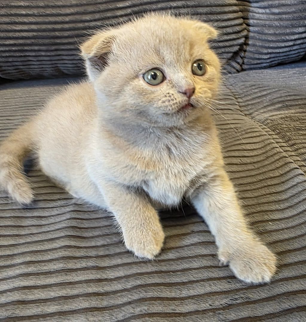 Zucker süße kitten zum Reservieren