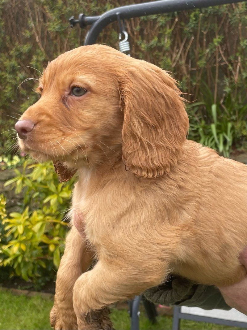 Cocker Spaniel Welpen abzugeben