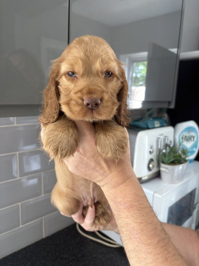 Cocker Spaniel Welpen abzugeben