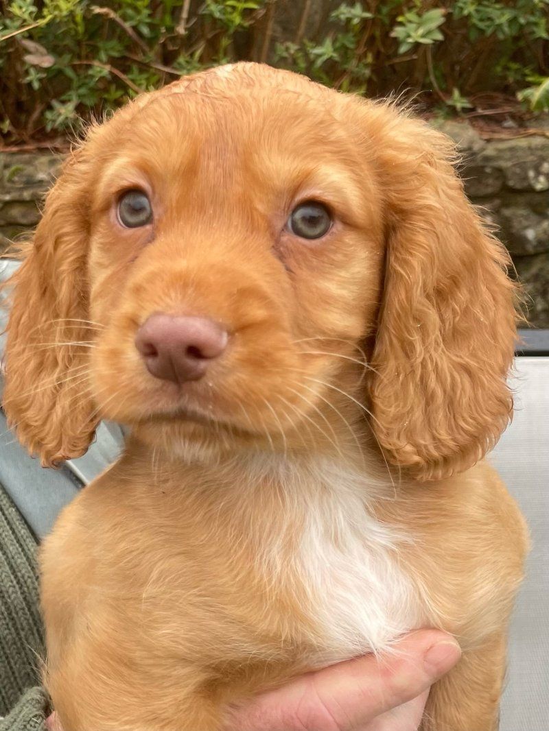Cocker Spaniel Welpen abzugeben