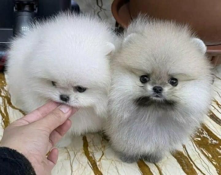 Reinrassige Pomeranianwelpen mit Stammbaum-Ahnentafel