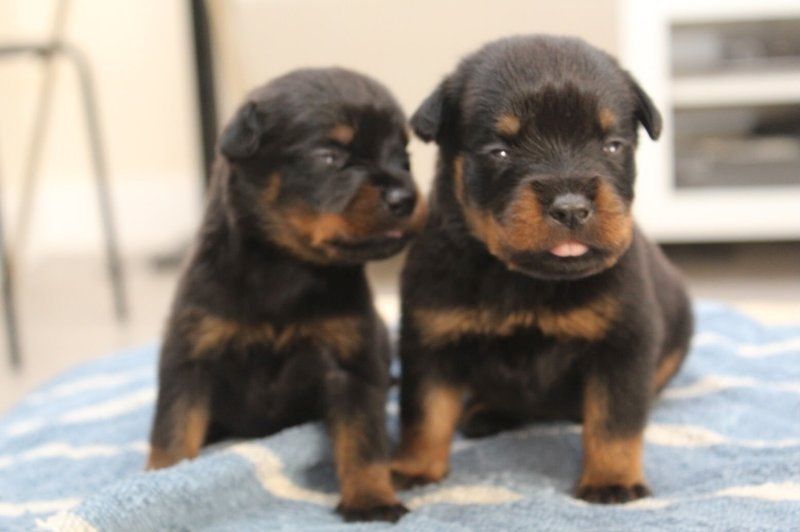 Reinrassige Rottweilerwelpen zu verkaufen