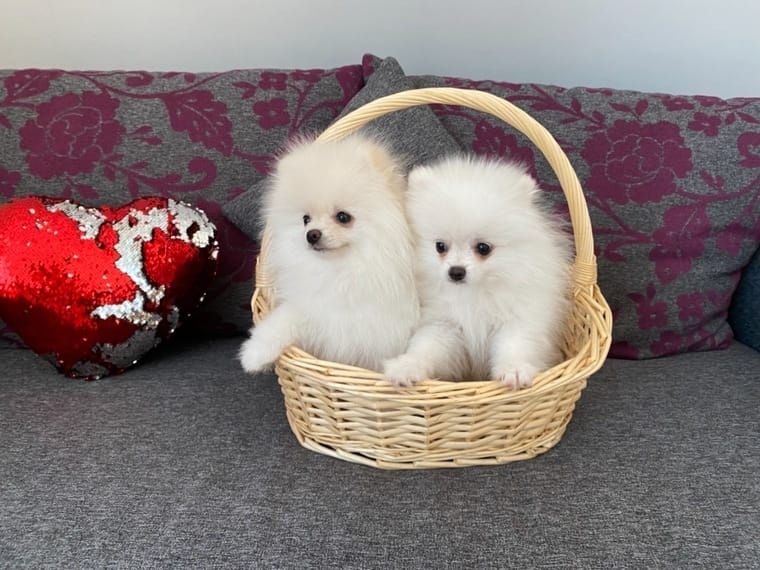 Reinrassige Pomeranianwelpen mit Stammbaum-Ahnentafel