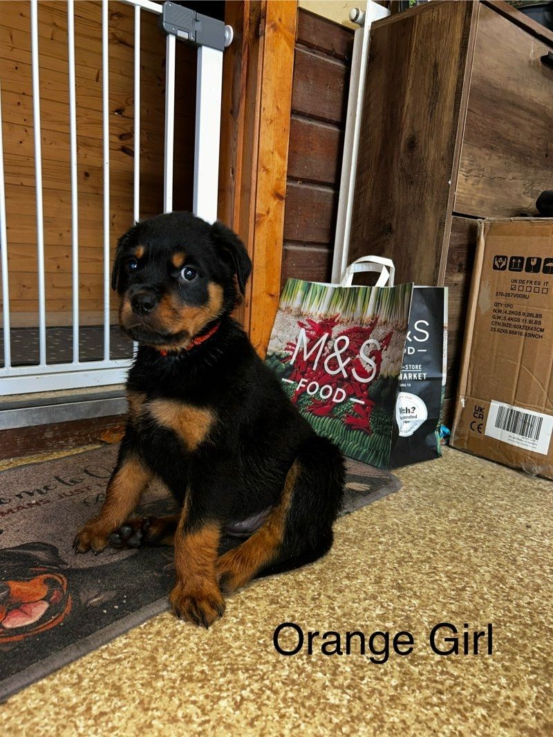 Reinrassige Rottweilerwelpen zu verkaufen