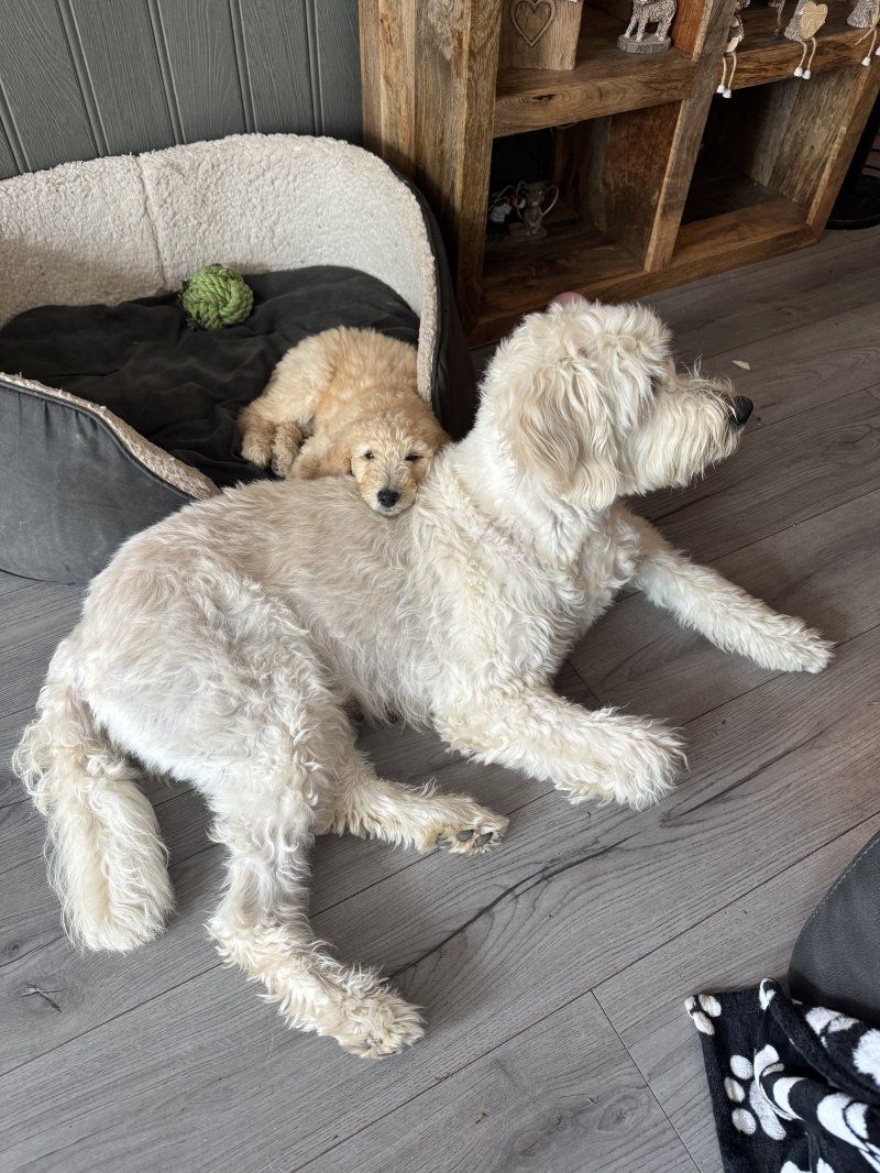 Wunderschöne Goldendoodle-Welpen zu verkaufen