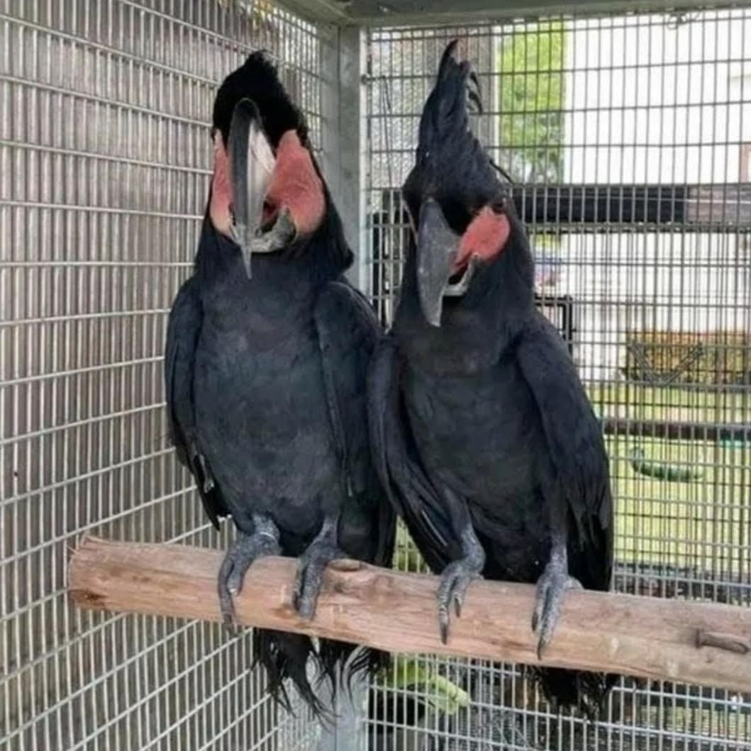 Schwarze Palmkakadus (männlich und weiblich)