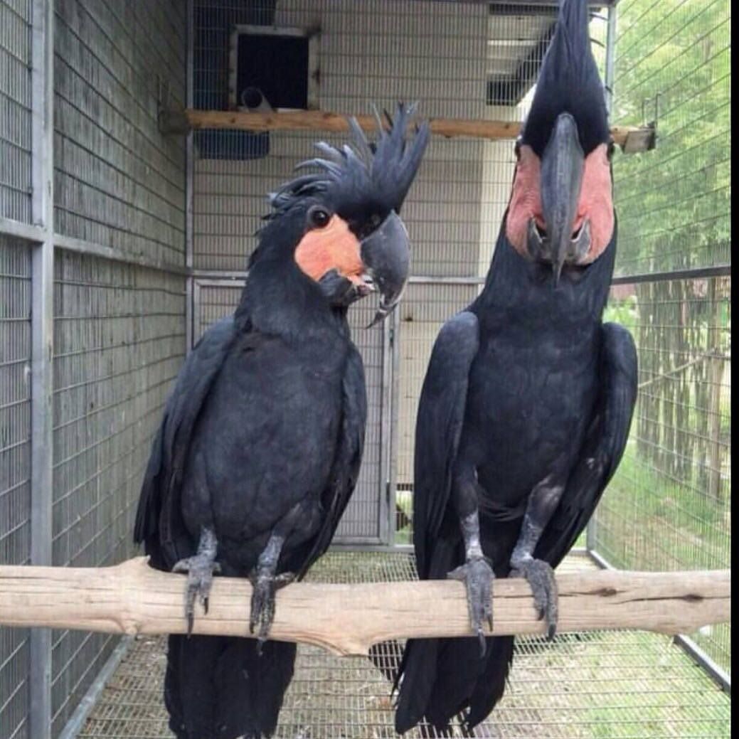 Schwarze Palmkakadus (männlich und weiblich)