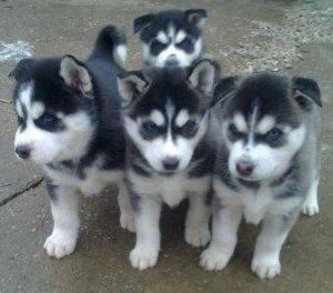 Siberian Husky Welpen suchen neues Zuhause!