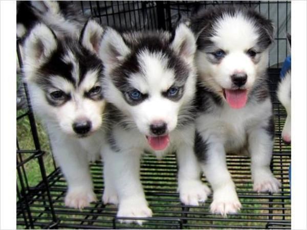 Siberian Husky Welpen suchen neues Zuhause!