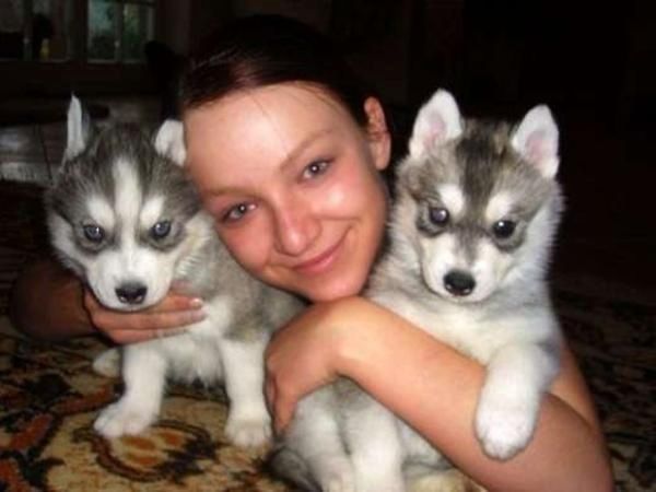 Siberian Husky Welpen suchen neues Zuhause!