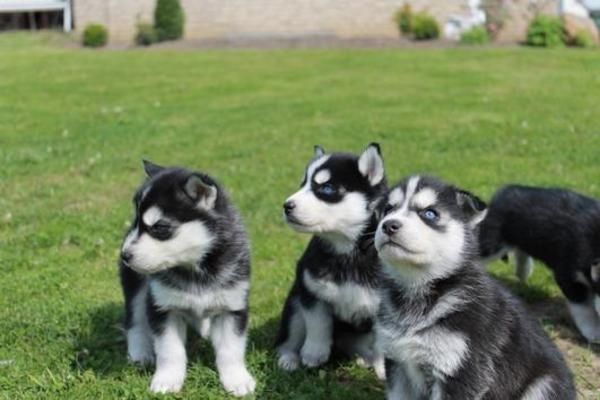 Siberian Husky Welpen suchen neues Zuhause!