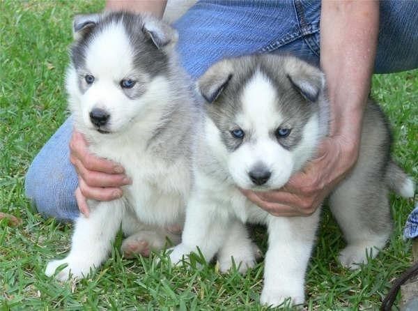 Siberian Husky Welpen suchen neues Zuhause!
