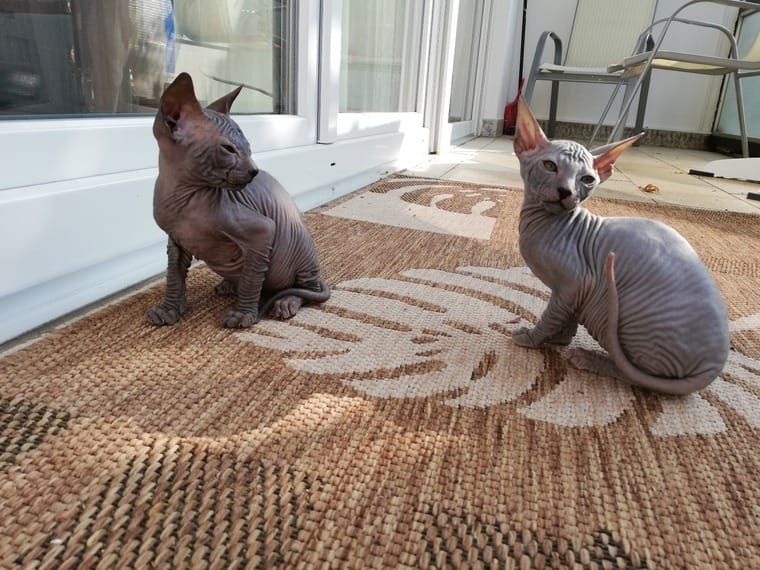 Sphynx Kдtzchen
