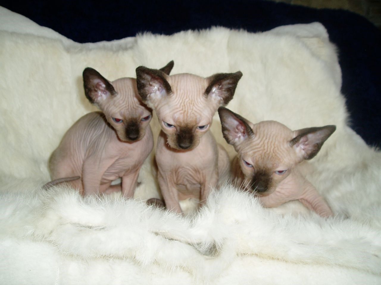 Sphynx Kдtzchen
