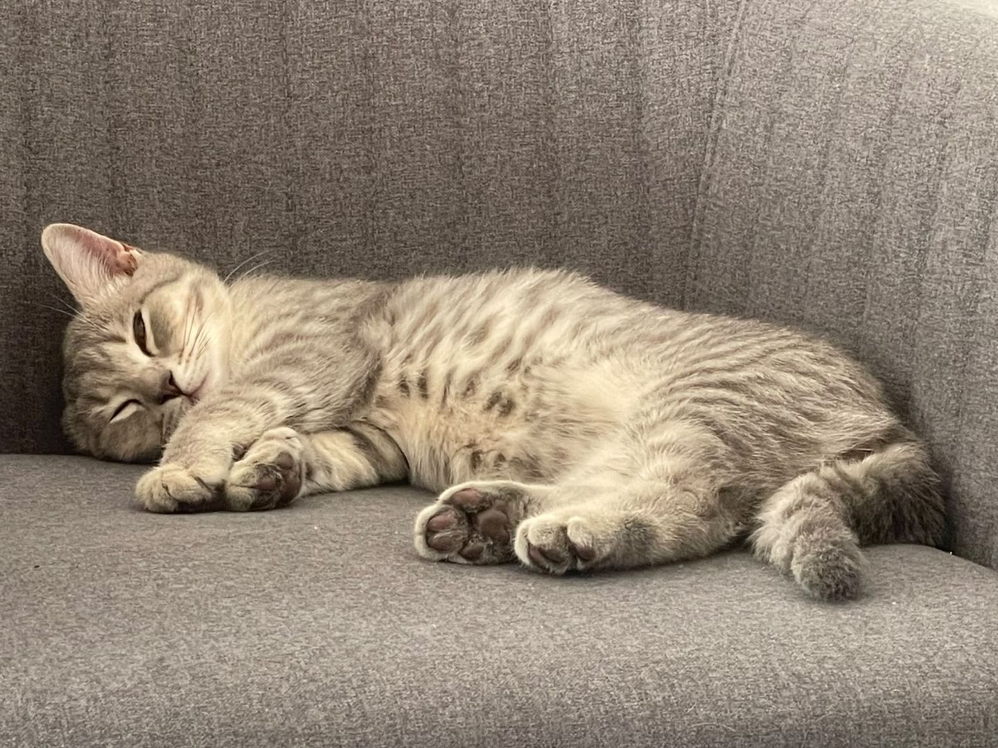 BKH Kitten 14 Wochen