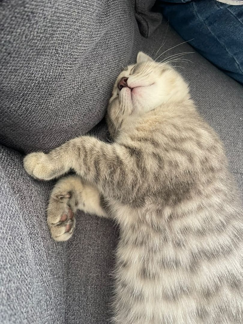 BKH Kitten 14 Wochen