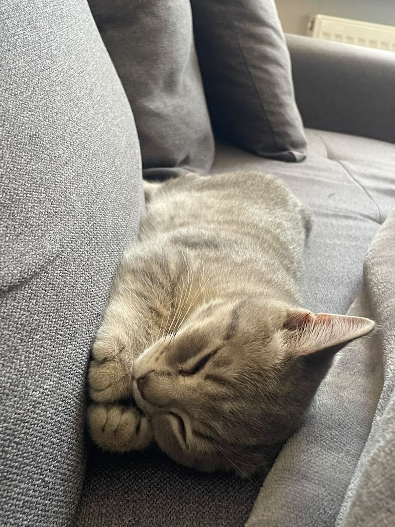BKH Kitten 14 Wochen