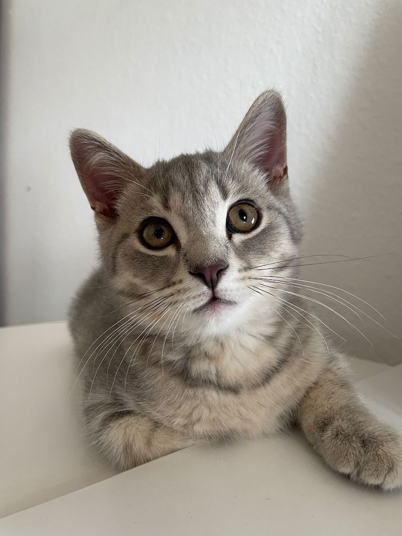 BKH Kitten 14 Wochen