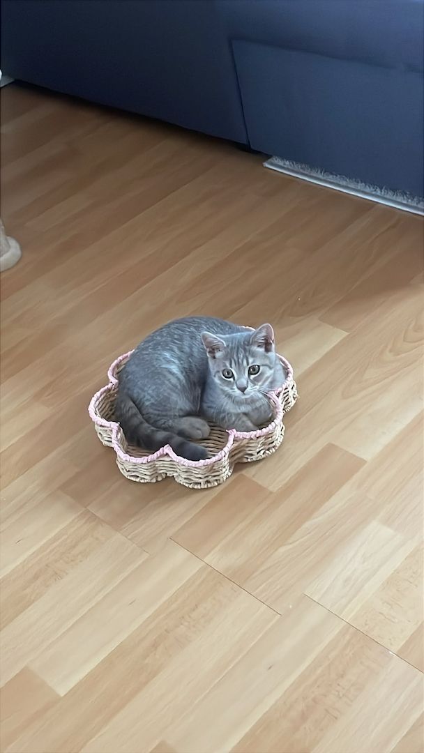 BKH Kitten 14 Wochen